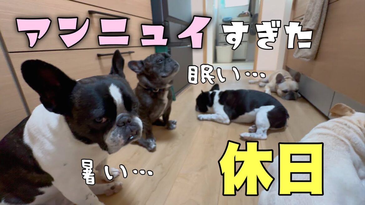 暑すぎる休日、家にフレンチブルドッグがワサワサいたらこんな感じ