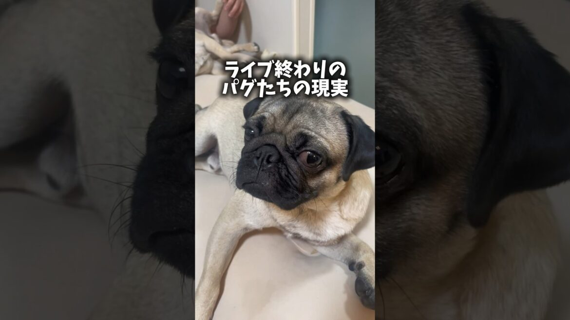 毎回楽しくて疲れ果てちゃうよね😂✨#shorts #shortvideo #パグ #犬 #dog #pug