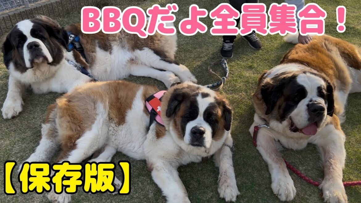 【セントバーナード】ワンコ5匹➕家族総出でバーベキューを開催!パパさんが病気がちなので家族皆んなでのイベントは保存版! 【セントバーナード】ワンコ5匹➕家族総出でバーベキューを開催!パパさんが病気がちなので家族皆んなでのイベントは保存版!