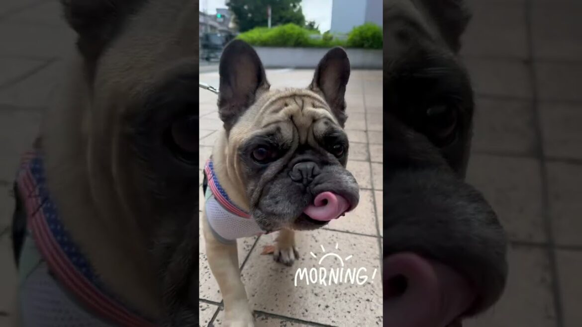 おはよう☀フレンチブルドッグの看板犬ぶーちゃん#shorts