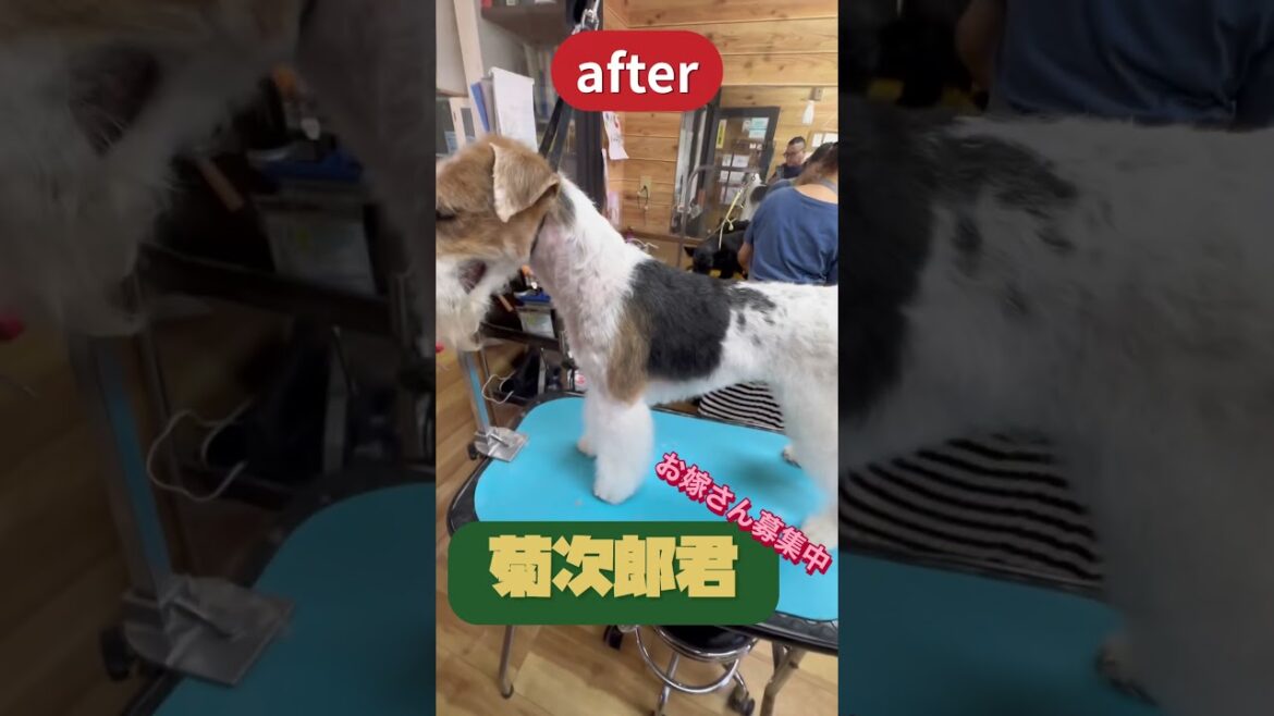 菊次郎君　#shorts . #ワイヤーフォックステリア .#プラッキング .#ワイヤーフォックス .#ドッグサロン .#犬の美容 .#テリアの美容 .#Wire Fox Terrier .