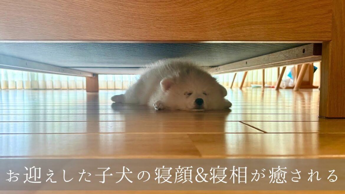 【癒し】お迎えした子犬の寝顔も寝相も可愛すぎる/Sleeping puppy