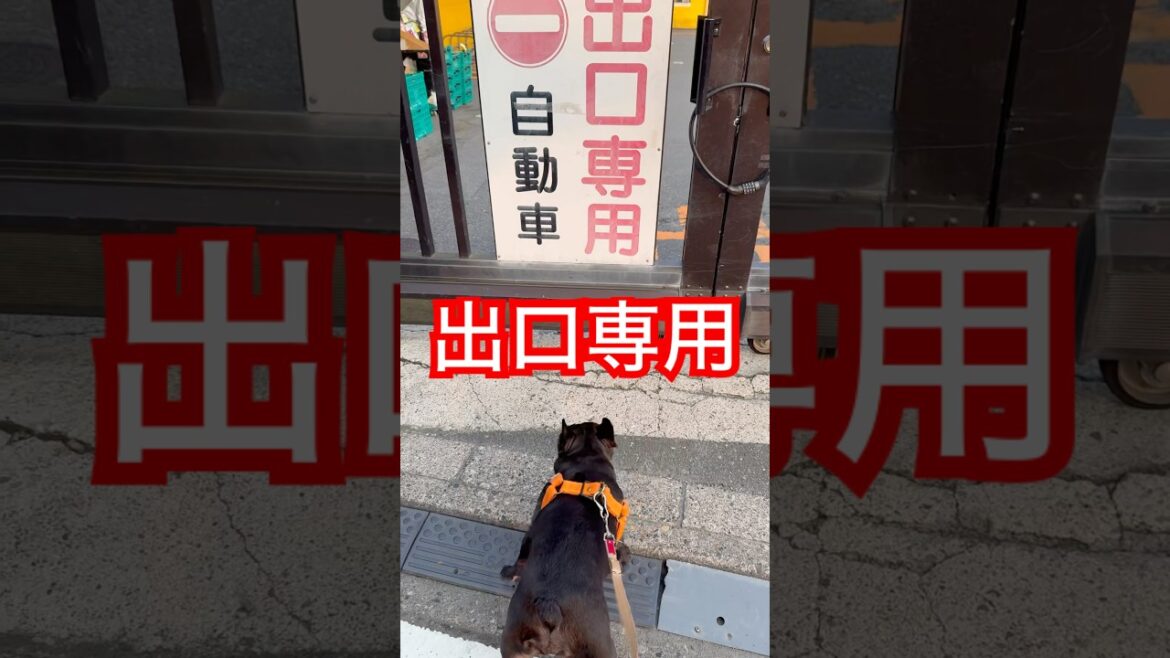 【今朝のパトロール】出口専用侵入禁止を確認するフレンチブルドッグ🐶#frenchie #frenchbulldog #frenchbulldoglife #shorts
