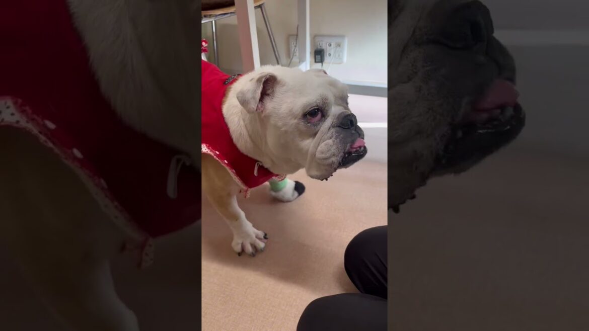 アゴの圧が強めのぶる雄くん【ブルドッグのぶる雄くん】#shorts  #犬  #ブルドッグ