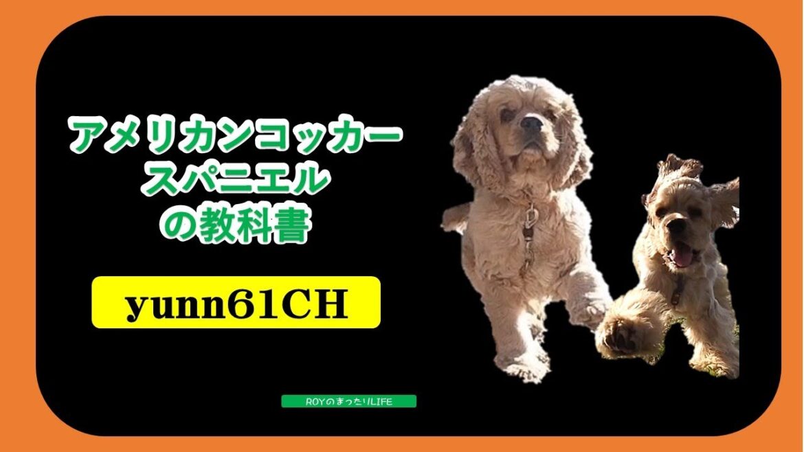 [人気の犬]アメリカンコッカースパニエルについて