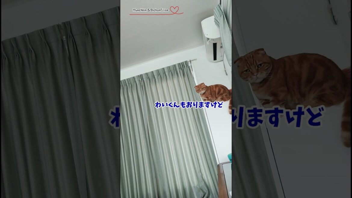 【マンチカン＆ビションフリーゼ】やきもちやきの甘えん坊短足猫がとった行動とは 【犬と猫、両方飼ってると毎日かわいい♥】