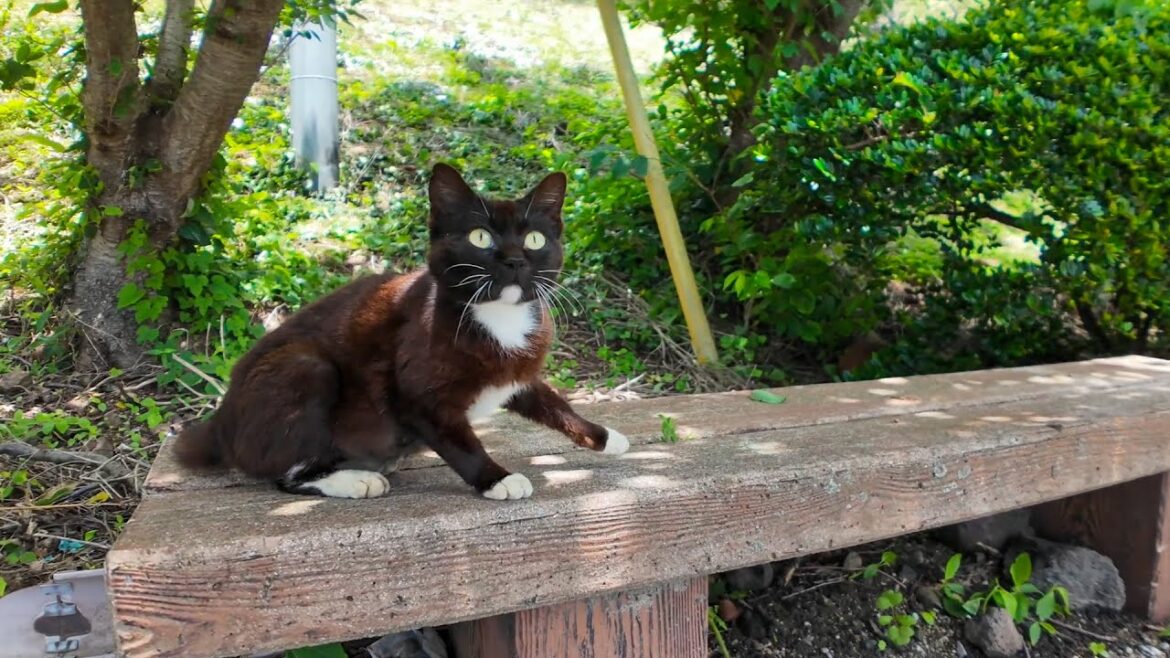 ベンチに猫が先客!? そっと隣に座ってみたら…癒しが止まらない🐱 ベンチに猫が先客!? そっと隣に座ってみたら…癒しが止まらない🐱