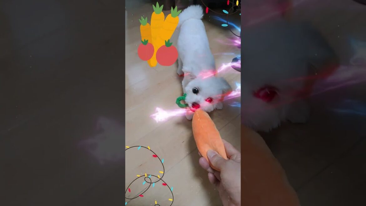 パパとおもちゃで遊ぶマルチーズ子犬#マルチーズ#子犬#かわいい#シニア#遊ぶ#噛む #ふせ#しつけ#噛む#吠える#性格#可愛い#ペット#癒し#お迎え#赤ちゃん#おもちゃ パパとおもちゃで遊ぶマルチーズ子犬#マルチーズ#子犬#かわいい#シニア#遊ぶ#噛む #ふせ#しつけ#噛む#吠える#性格#可愛い#ペット#癒し#お迎え#赤ちゃん#おもちゃ