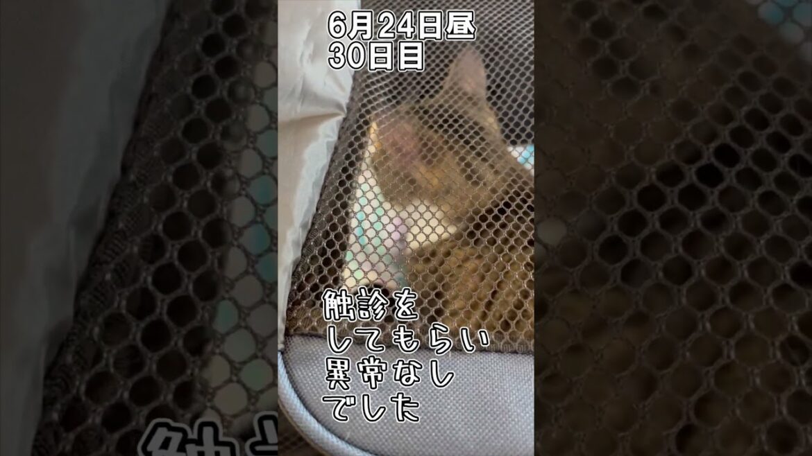 ハルのFIP闘病記「絶対に負けない」 30日目 #shorts #猫 #子猫