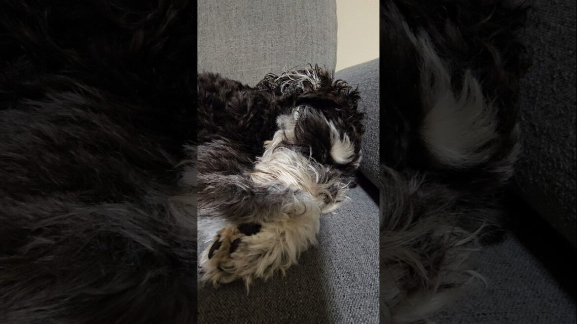 Miniature Schnauzer Sleeping