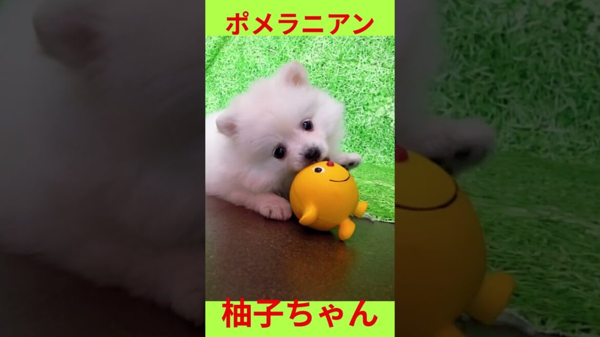 ポメ柚子ちゃん＃ポメラニアン＃白ポメ#dogshorts #pomeranian #cutepet #petlover #trend #shortsfeed