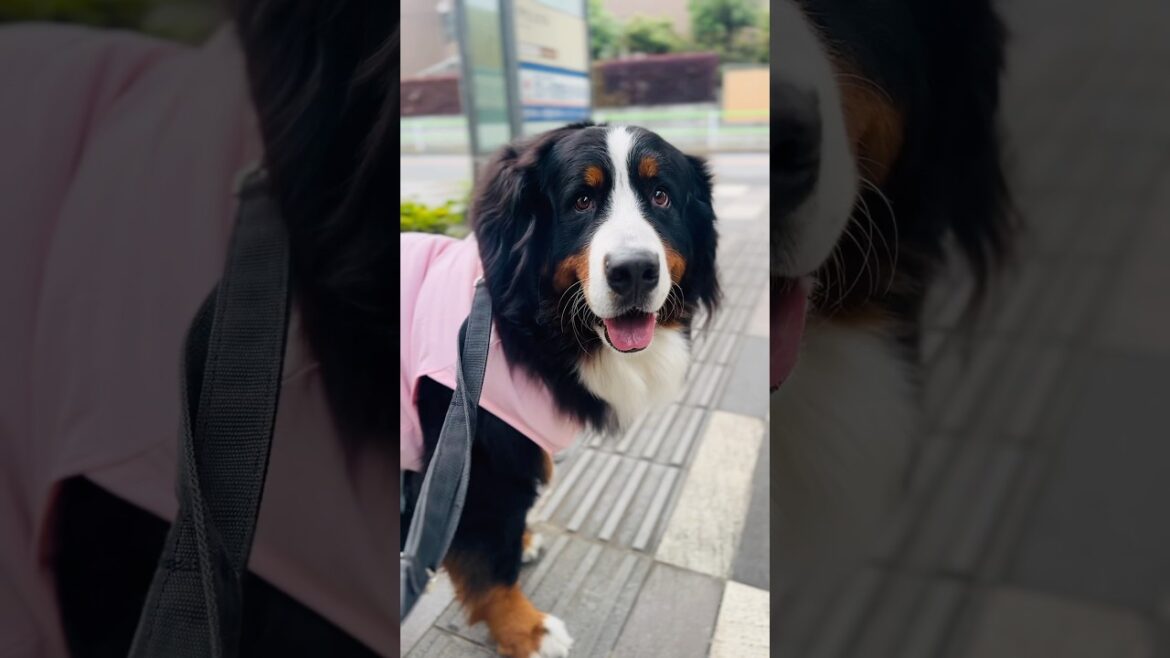 入りたくてたまらない‼️薬局の前で鳴くバーニーズ🐾