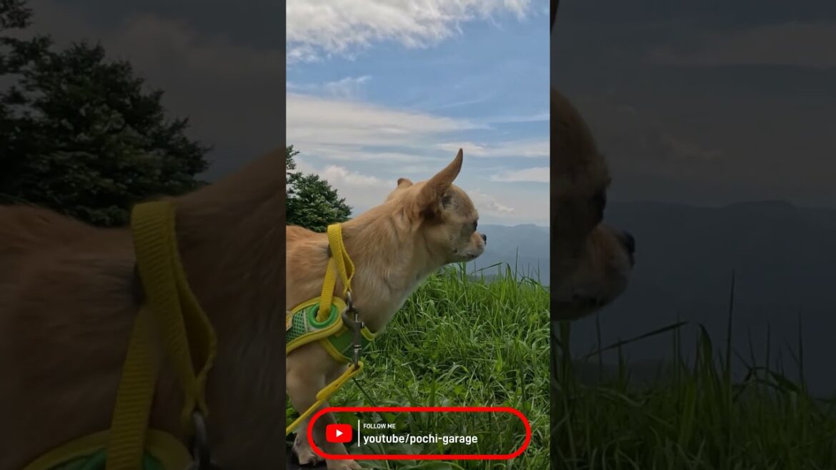 肩乗りスムースコートチワワ 三太くん@天神平 #Shorts #dog