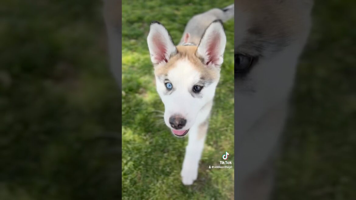 My little sunshine Kai #dogshorts #dogsofyoutube #lovewins #cute #husky #huskypuppy #dog