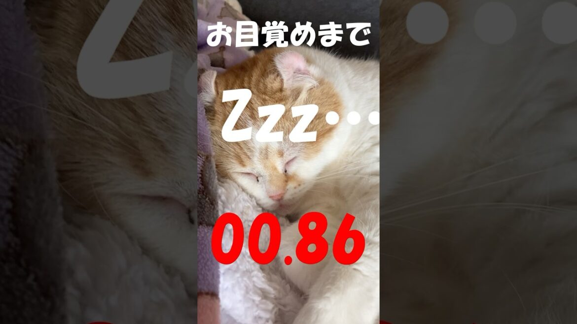 目覚めの良い猫  #cat #猫のいる暮らし #アメリカンカール