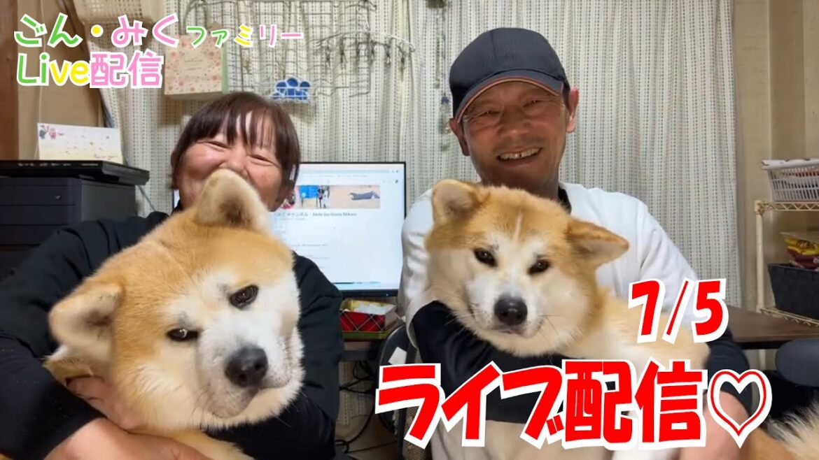 【ごん・みく】ファミリーライブ配信♪　秋田犬【ごん・みく チャンネル】
