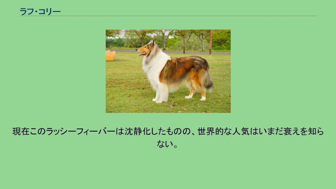 ラフ・コリー