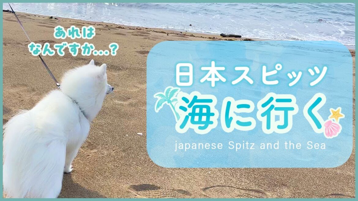 日本スピッツと海🏝️ - Japanese Spitz and the Sea🏝️