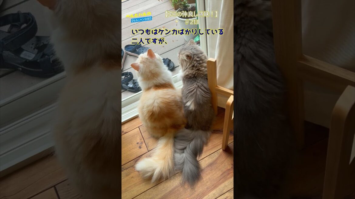 【ネコの仲良し姉妹！】＃213 #長毛猫 #cat #ねこ＃セルカークレックス＃スコティッシュ＃姉妹