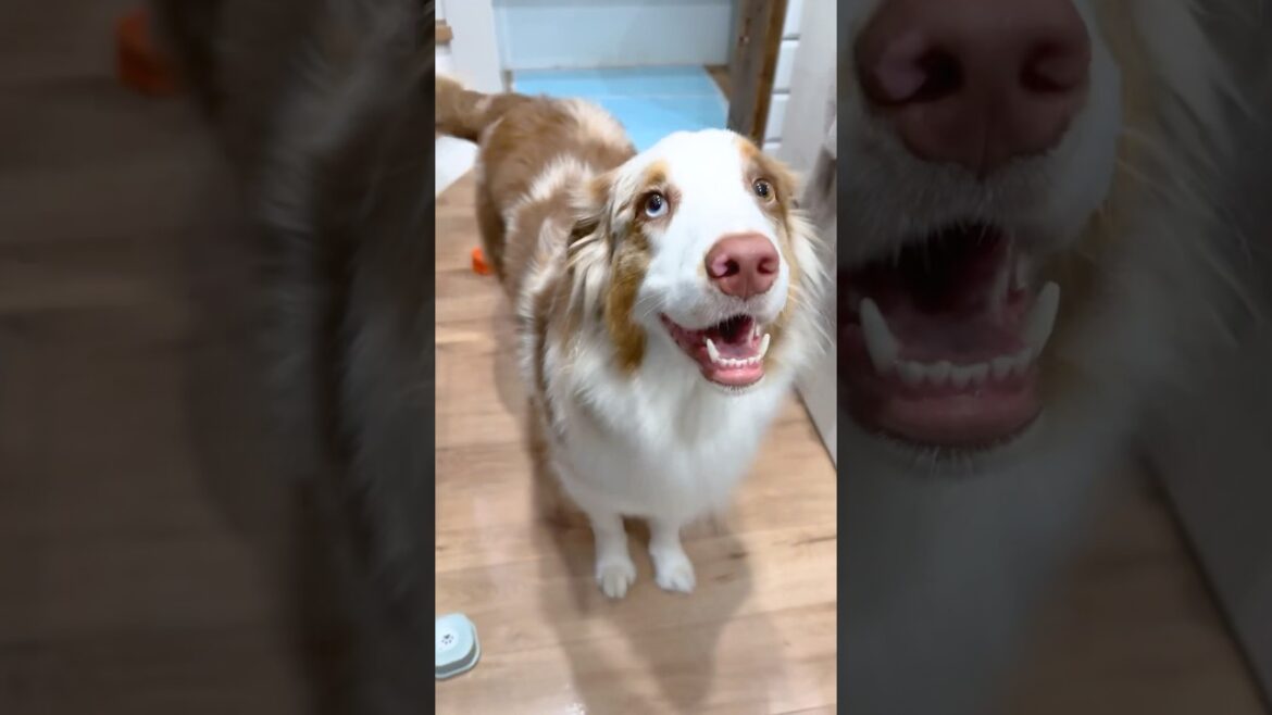 今日も会話ボタンで飼い主と言い合いする犬が可愛い😂【オーストラリアンシェパード・ボーダーコリー】#shorts 今日も会話ボタンで飼い主と言い合いする犬が可愛い😂【オーストラリアンシェパード・ボーダーコリー】#shorts