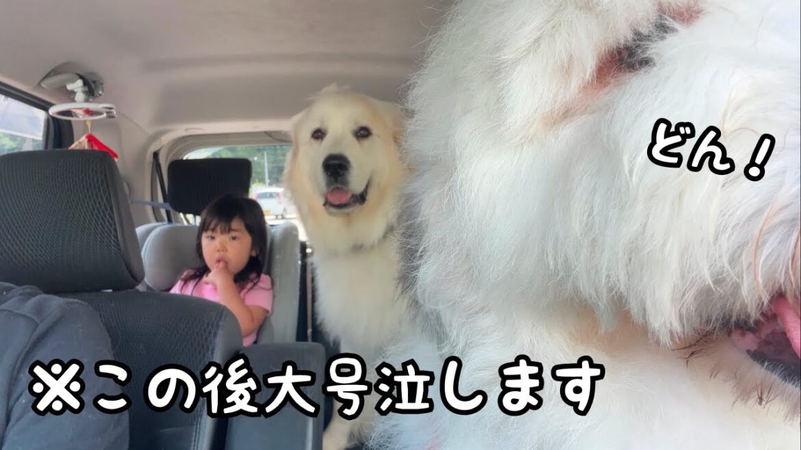 【大号泣】大好きな3歳児を保育園に見送った後、愛犬たちが寂しくて一斉に泣き始めました|グレートピレニーズ&オールドイングリッシュシープドッグ&トイプードル 【大号泣】大好きな3歳児を保育園に見送った後、愛犬たちが寂しくて一斉に泣き始めました|グレートピレニーズ&オールドイングリッシュシープドッグ&トイプードル