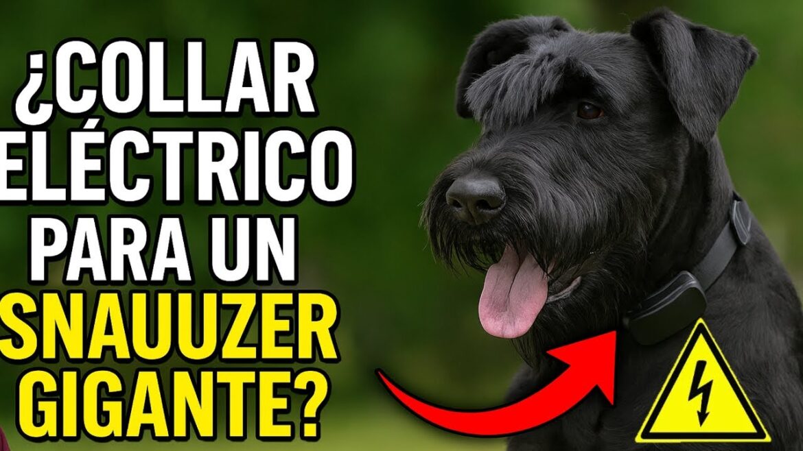 ¿Es seguro usar collar eléctrico en schnauzer gigante? Descúbrelo aquí ¿Es seguro usar collar eléctrico en schnauzer gigante? Descúbrelo aquí