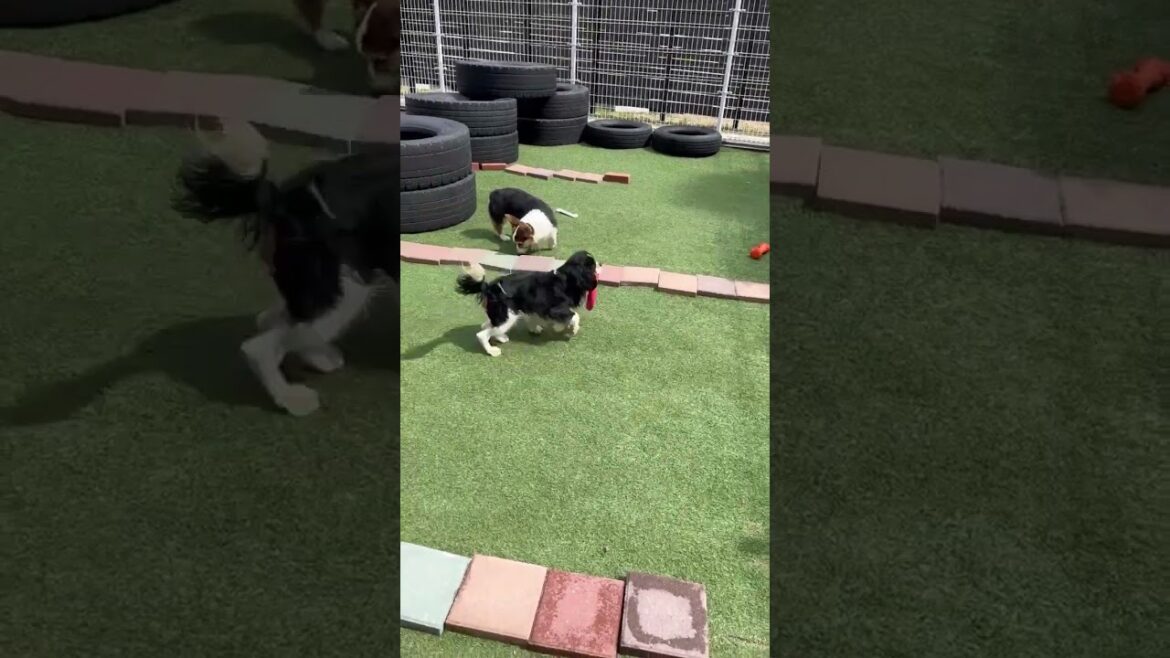 キャバリアキングチャールズスパニエル トライカラー