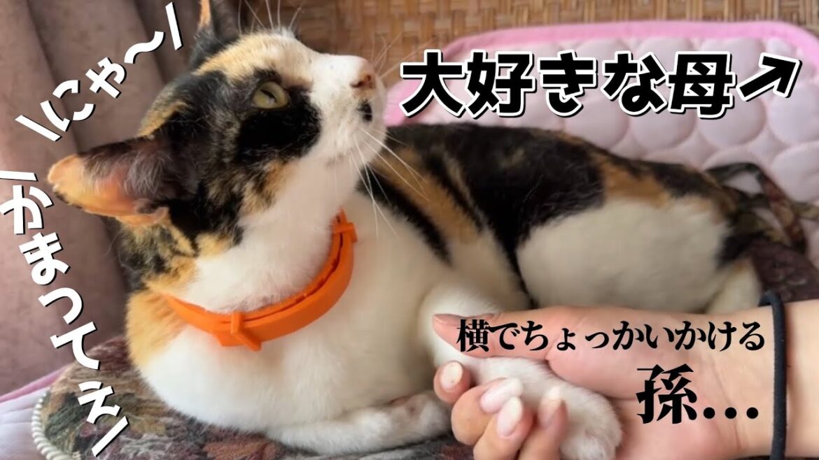 母が来て甘えまくる三毛猫、孫との態度差が残酷すぎた。しかし、負けじとちょっかいかける孫です🥊