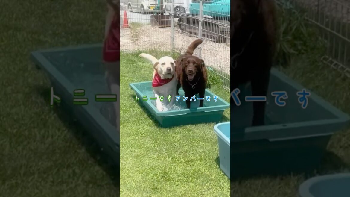 やっぱ友だちて よか〜🎶🐕🐕💕