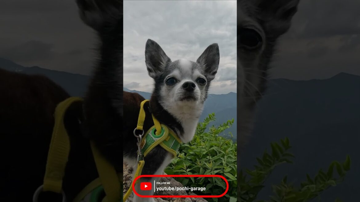 スムースコートチワワ 谷川岳で記念撮影 #Shorts #dog