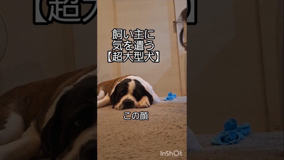 甘えん坊なのに、意外とあっさりしているとこもあるセントバーナードがこちら🐶💕#犬 #shors