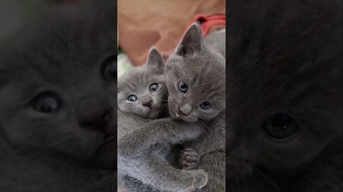 The love of little kittens pat 2 #cat #kitten #cutecat