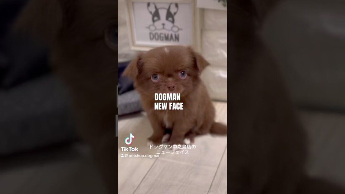 可愛いハーフ犬・チワ狆の子犬#shorts
