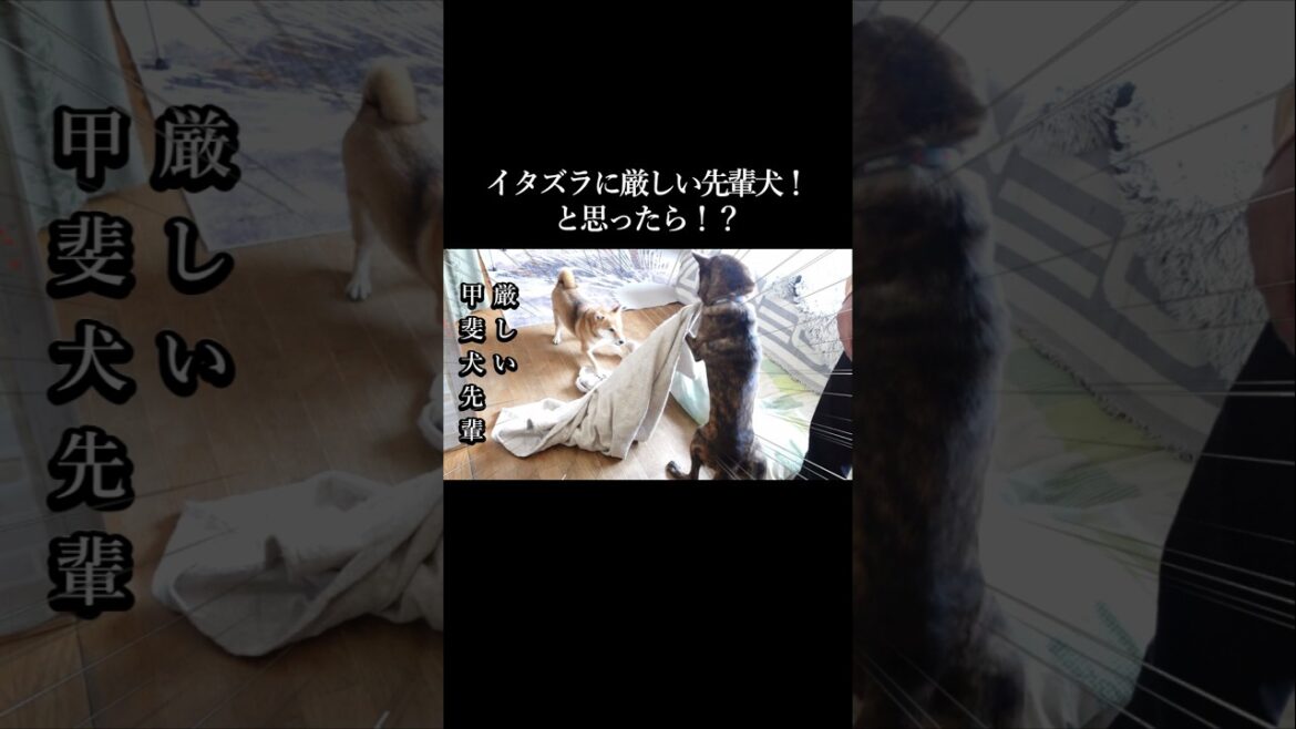イタズラには厳しい甲斐犬先輩がいつもと違う!? #甲斐犬 #柴犬 #youtubeshorts イタズラには厳しい甲斐犬先輩がいつもと違う!? #甲斐犬 #柴犬 #youtubeshorts