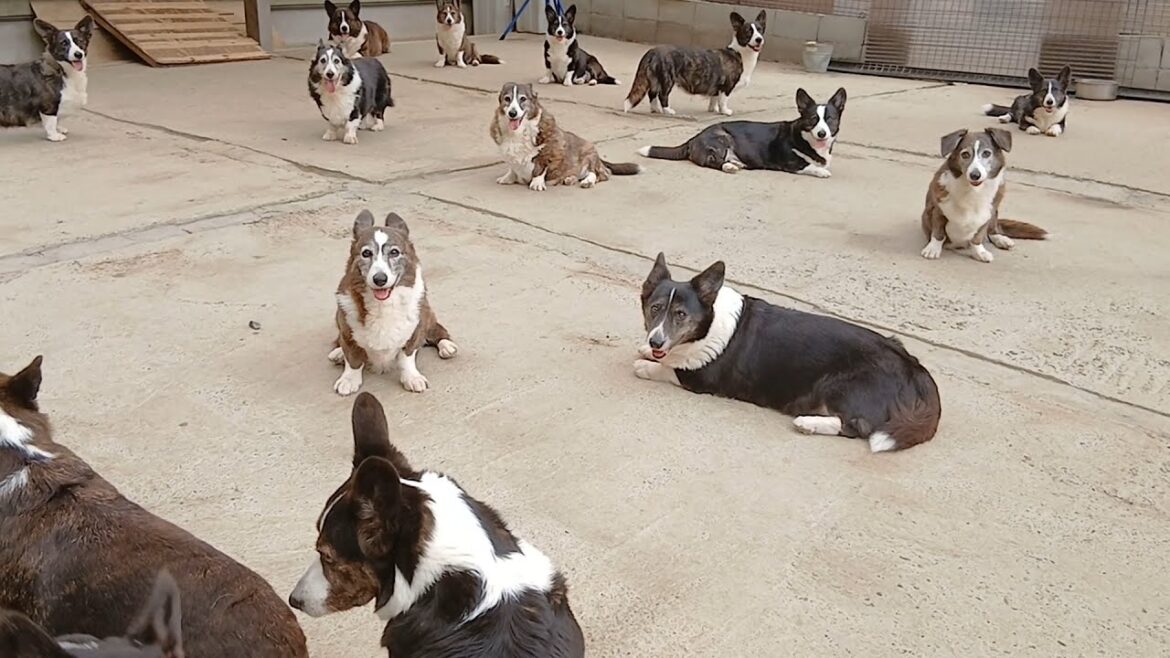 コーギー・カーディガン　早くも梅雨が明けちゃった💦