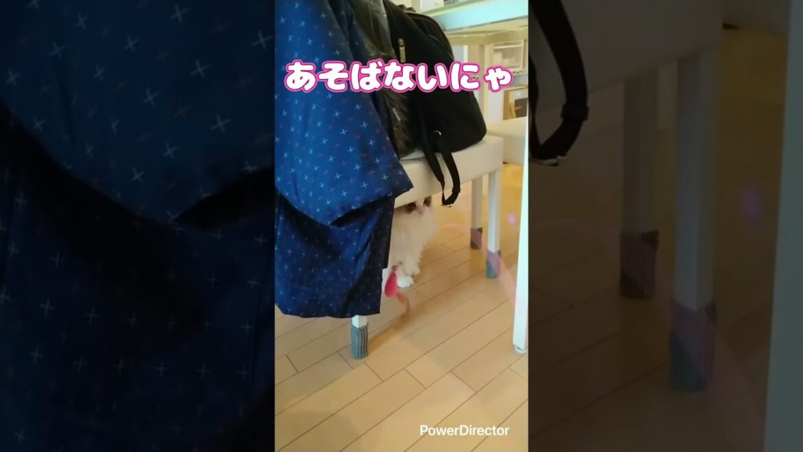 人見知りのラグドールのことねちゃん　お部屋をてくてくリラックスしてくれた