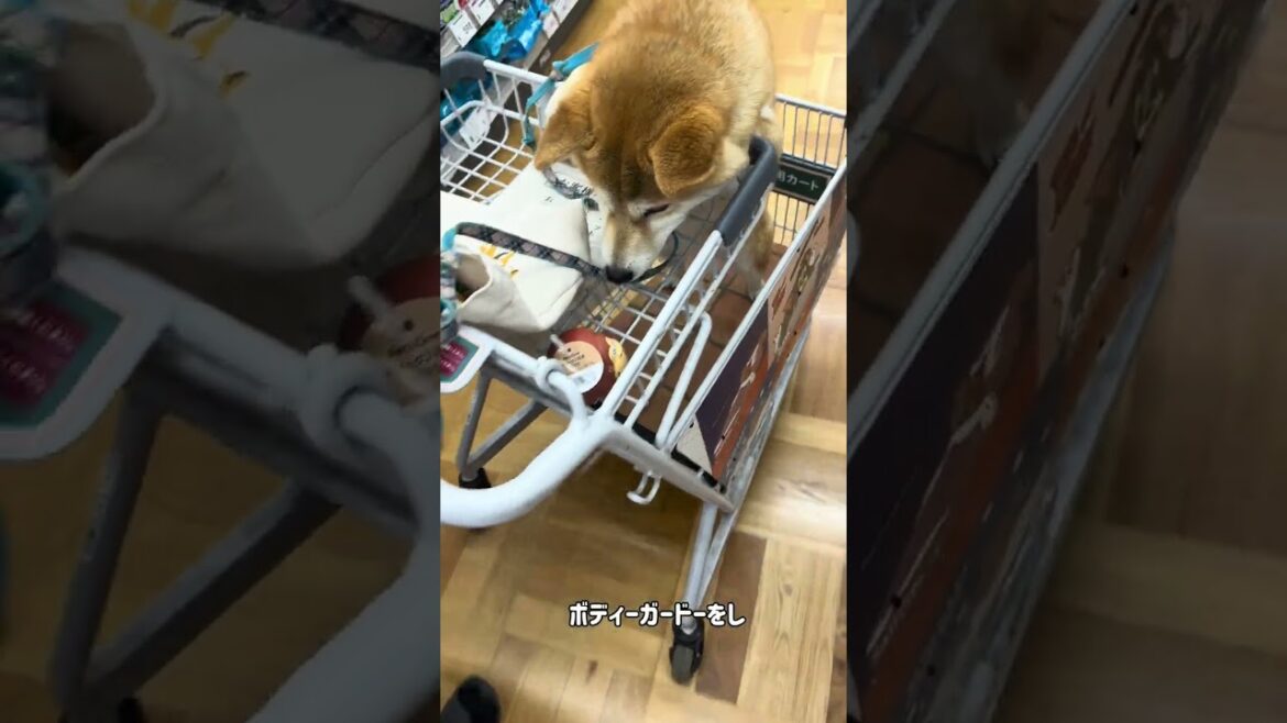 柴犬ぺこリンボ“初のホームセンターひとり旅”❤️夢の国で出会った運命のゴリラ🦍の行く末はいかに… #柴犬 #ぺこリンボ #ホームセンター #ゴリラのおもちゃ #犬好きさんと繋がりたい #Shorts 柴犬ぺこリンボ“初のホームセンターひとり旅”❤️夢の国で出会った運命のゴリラ🦍の行く末はいかに… #柴犬 #ぺこリンボ #ホームセンター #ゴリラのおもちゃ #犬好きさんと繋がりたい #Shorts