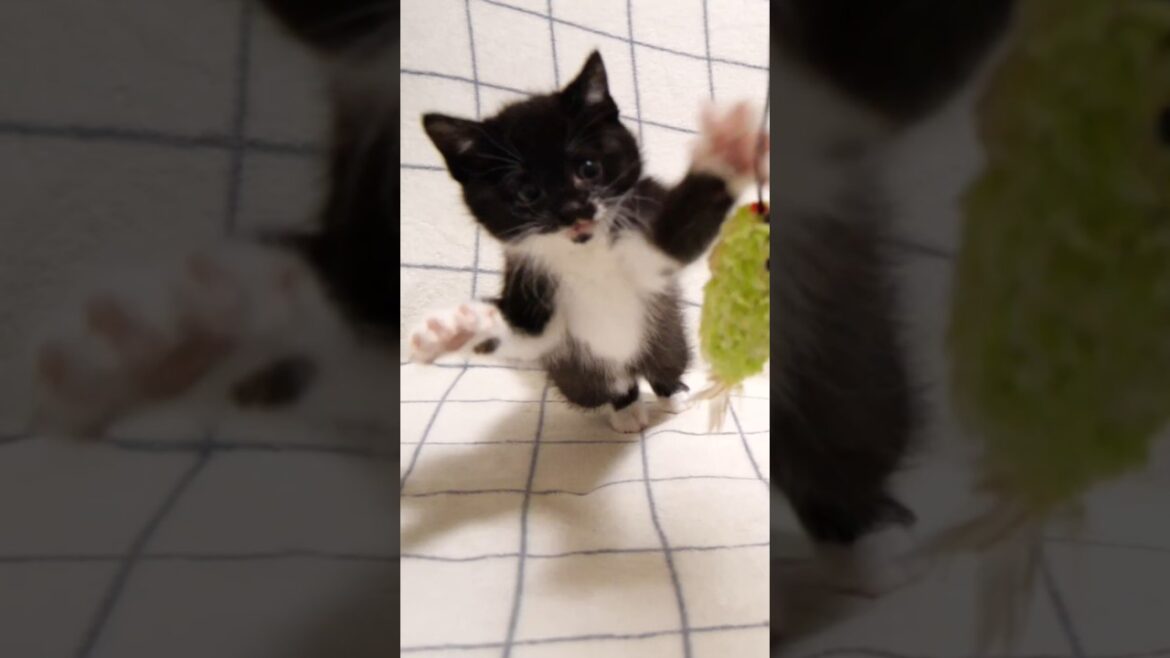 子猫ボクサー誕生？猫パンチの特訓をする子猫 #gatto #kitten #cat #meow