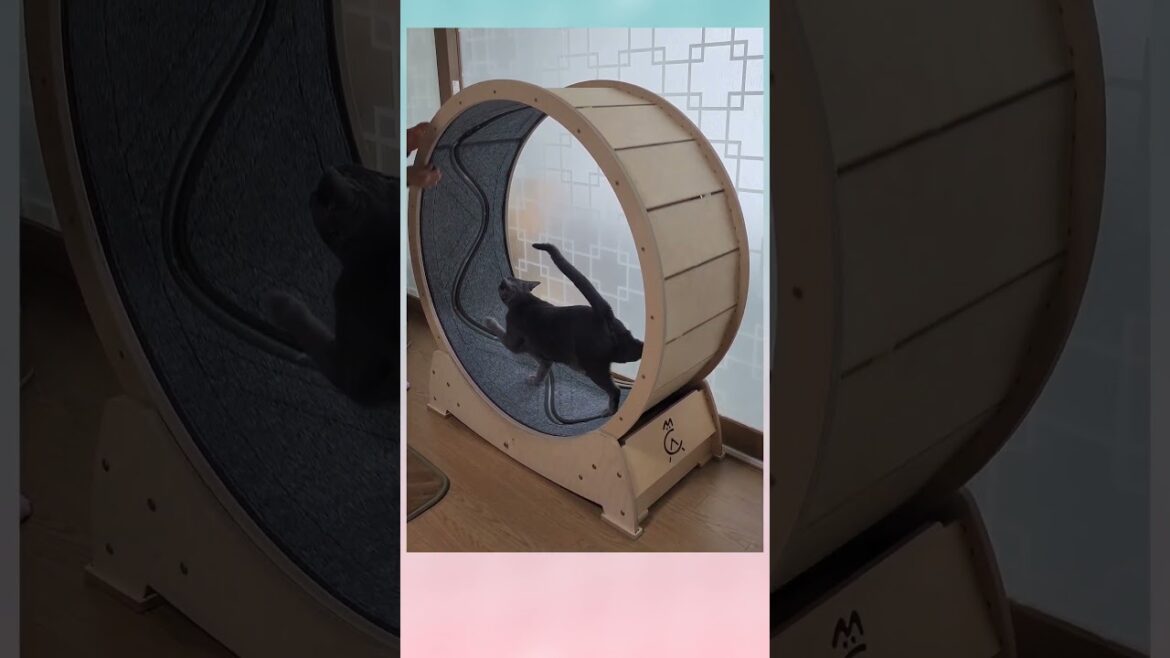 여러분은 지금, 캣휠 타기 꿈나무의 성장 과정을 보고 계십니다!! 😄♥️  #캣휠고양이, #catwheel, #russianbluecatvlog