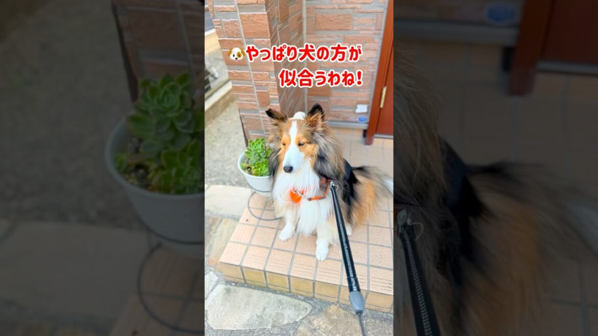 #マフィンとちょこんと帽子の会 ついに霊長類ヒト科が初参戦‼️#shorts