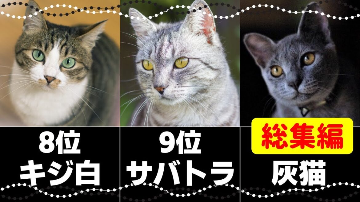 【総集編】人気の猫柄トップ10！猫の模様と性格全解説！