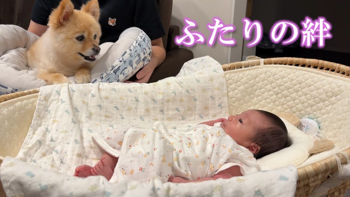赤ちゃんの成長を優しく見守るポメラニアン