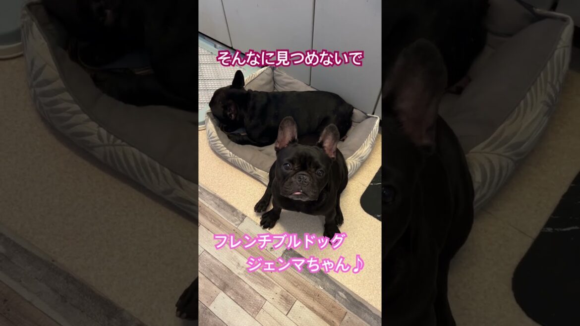 こんなに見つめられたらたまらん！フレンチブルドッグのジェンマちゃん♪