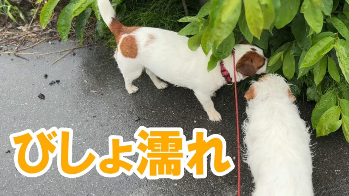 【梅雨入り】雨で散歩に行けない日の家遊び