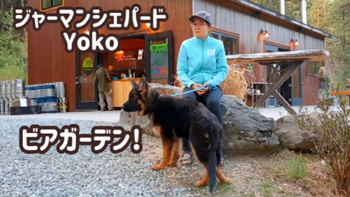 【ジャーマンシェパード】犬連れてビアガーデンへ行ってきました！[German Shepherd] We went to a brewery with our dog!