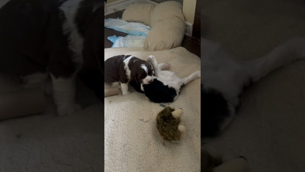 注意：可愛すぎて手に負えない😍 | 生後4週間の子犬のレスリング #shorts #puppy #cutepuppies