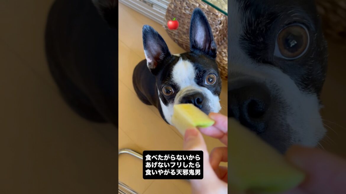 天邪鬼な犬へのおやつのあげ方講座 #ボストンテリア