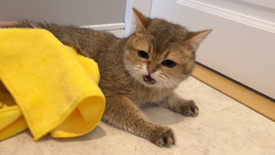 おもらししてお風呂に入れられてキレる猫の癖が強すぎる件w