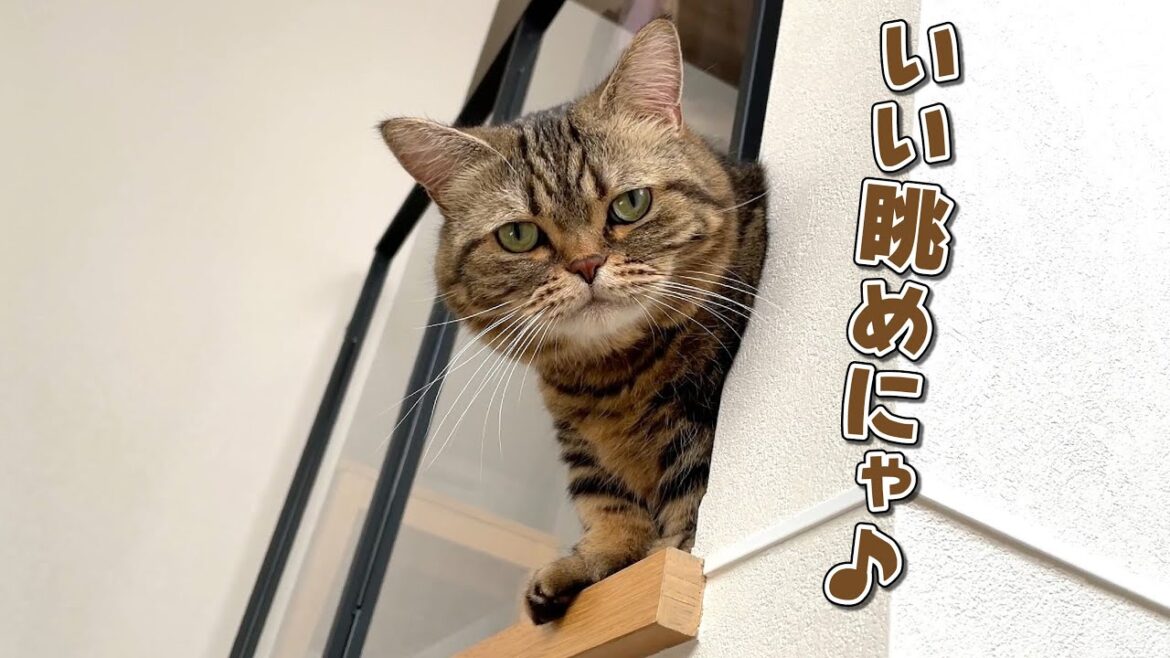 怖いもの知らずの弟猫のマイブームにヒヤヒヤしています…