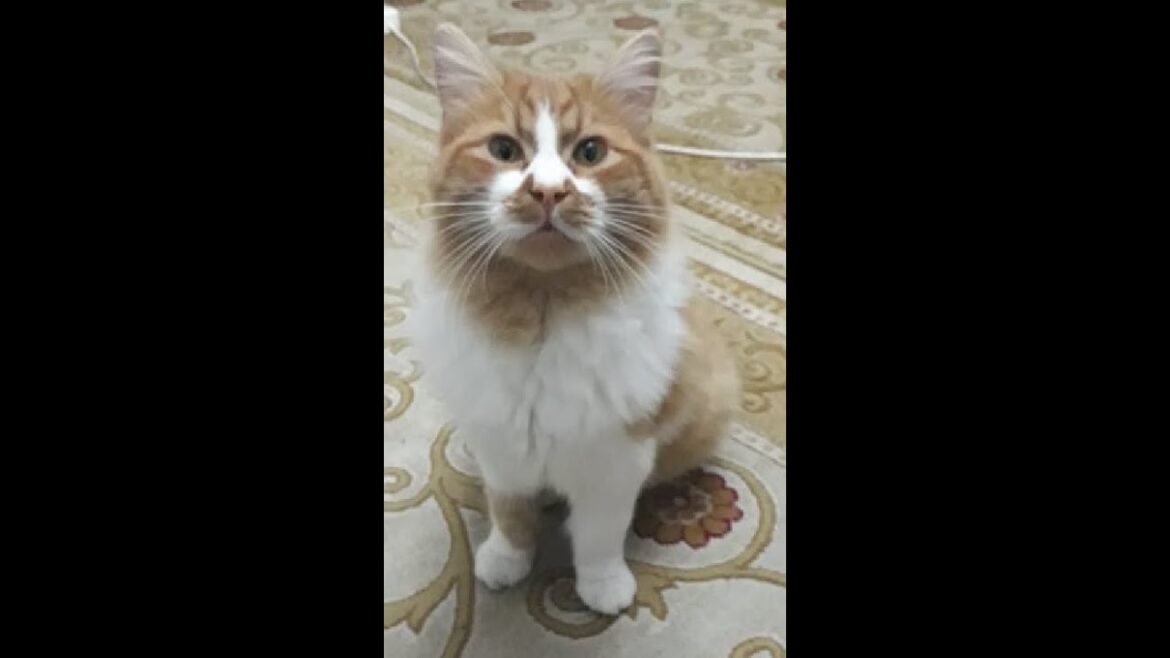 Cymric cat breed . my cat Fetch game.